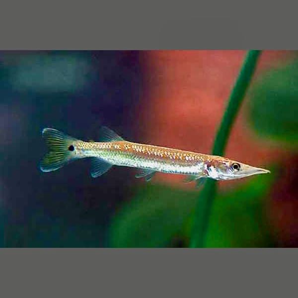 Ctenolucius hujeta hujeta SM